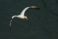 Terej australsky - Sula serrator - Australian Gannet - takapu 0767